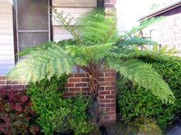Boomvaren (Cyathea australis)