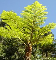Norfolk boomvaren (Cyathea brownii)