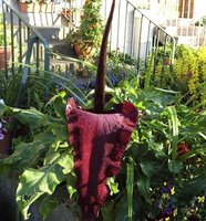 Drakenwortel (Dracunculus vulgaris)