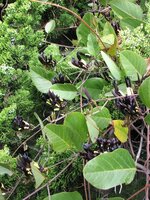 Zwarte koraalboon (Kennedia nigricans)