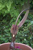 Voodoolelie (Typhonium venosum)