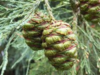 Mammoetboom (Sequoiadendron giganteum)