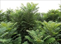 Chinese toon (Toona sinensis)