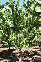 Cherimoya (Annona cherimola)