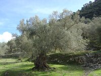 Europese olijf (Olea europaea)