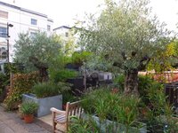 Europese olijf (Olea europaea)