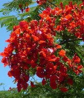 Flamboyant (Delonix regia)