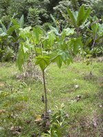 Kemiri (Aleurites moluccana)