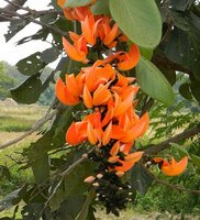 Vlam van het Bos (Butea monosperma)