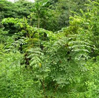 Grijze knikkernoot (Caesalpinia bonduc)
