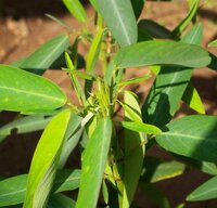 Telegraafplant (Desmodium gyrans)