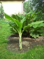 Sneeuwbanaan (Ensete glaucum)