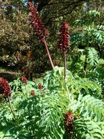 Grote honingbloem (Melianthus major)