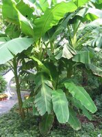 Plantagebanaan (Musa x paradisiaca)