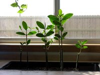 Rode mangrove (Rhizophora mangle)