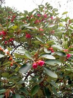 Hong Kong-roos (Rhodoleia championii)