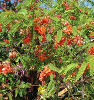 Rode sesbania (Sesbania tripetii)