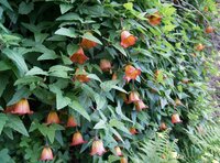Canarisch klokje (Canarina canariensis)