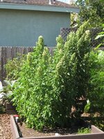 Quinoa (Chenopodium quinoa)