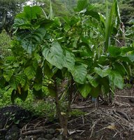 Noni (Morinda citrifolia)