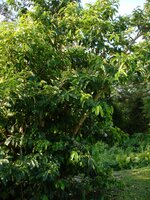 Zuurzak (Annona muricata)