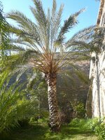 Dadelpalm (Phoenix dactylifera)