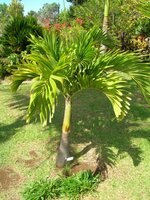 Manilla Palm (Veitchia merrillii)
