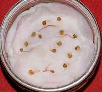 Hopwarkruid (Cuscuta lupuliformis)