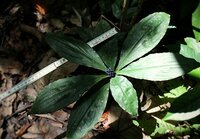 Marmerbes (Pollia condensata)