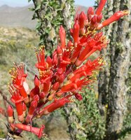 Ocotillo (Fouquieria splendens)