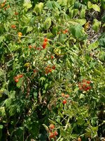 Wilde tomaat (Solanum pimpinellifolium)