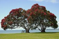 Pohutukawa (Metrosideros excelsa)