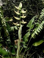 Zuid-Amerikaanse reizigersboom (Phenakospermum guyannense)