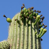 Saguaro cactus (Carnegiea gigantea)