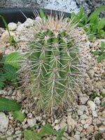 Saguaro cactus (Carnegiea gigantea)