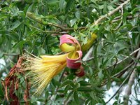 Fony baobab (Adansonia rubrostipa)