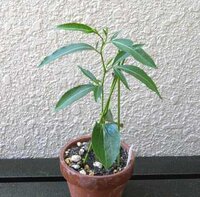 Fony baobab (Adansonia rubrostipa)