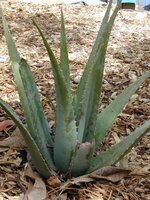 Alo&euml; vera (Aloe vera)