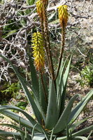 Alo&euml; vera (Aloe vera)