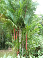 Lippenstiftpalm (Cyrtostachys renda)