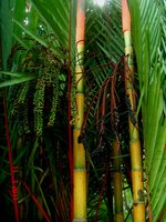 Lippenstiftpalm (Cyrtostachys renda)