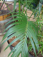 Kentiapalm (Howea forsteriana)
