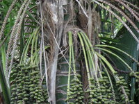 Kentiapalm (Howea forsteriana)