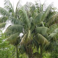 Kentiapalm (Howea forsteriana)