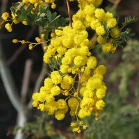 Mudgee acacia (Acacia spectabilis)