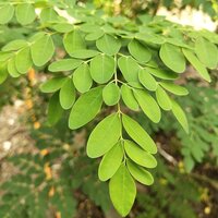 Moringa (Moringa oleifera)