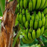 Plantagebanaan (Musa x paradisiaca)