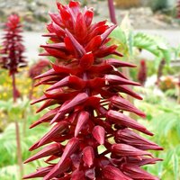 Grote honingbloem (Melianthus major)