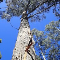 Alpine ash (Eucalyptus delegatensis)