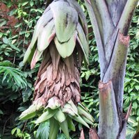 Sneeuwbanaan (Ensete glaucum)
